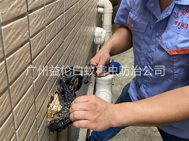 石楼建筑灭治白蚁工程