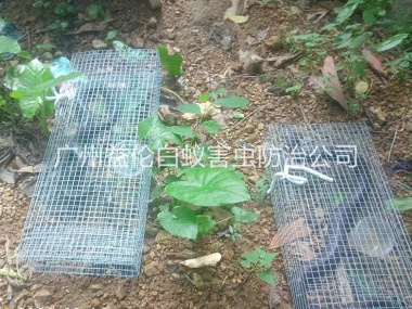番禺上门驱蛇防蛇工程