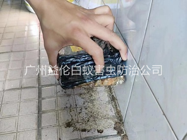 石碁诱杀白蚁危害工程