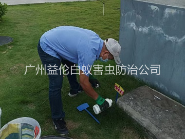 新造灭除红火蚁工程